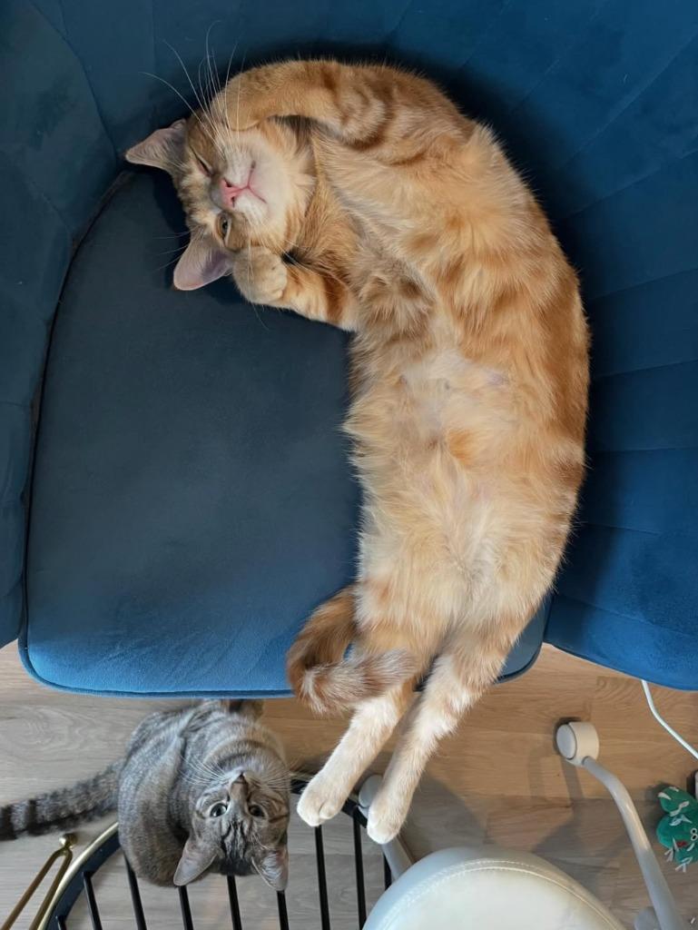 Enlarge Ali and Awa (meet us in foster care!), a Adoptable mixed breed in Brooklyn, NY image 1/6