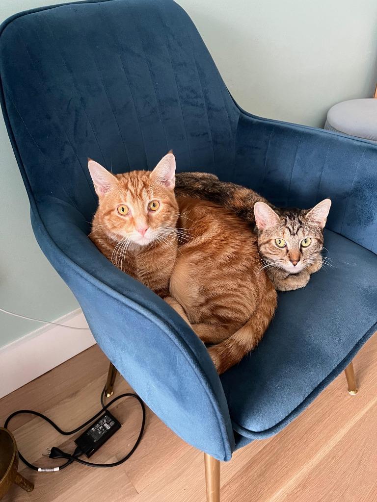 Enlarge Ali and Awa (meet us in foster care!), a Adoptable mixed breed in Brooklyn, NY image 2/6