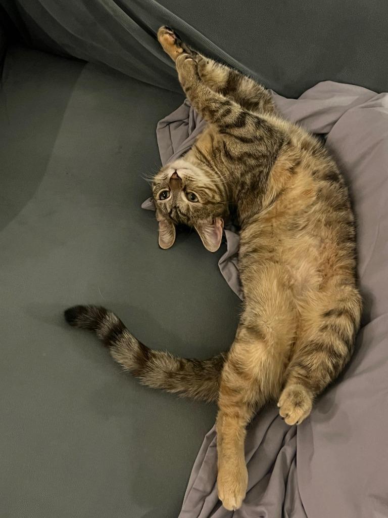 Enlarge Ali and Awa (meet us in foster care!), a Adoptable mixed breed in Brooklyn, NY image 3/6