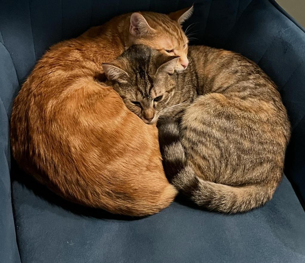 Enlarge Ali and Awa (meet us in foster care!), a Adoptable mixed breed in Brooklyn, NY image 4/6