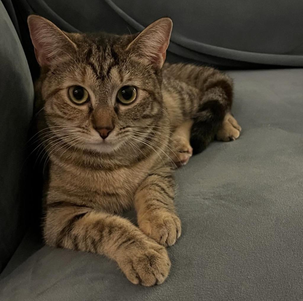 Enlarge Ali and Awa (meet us in foster care!), a Adoptable mixed breed in Brooklyn, NY image 5/6