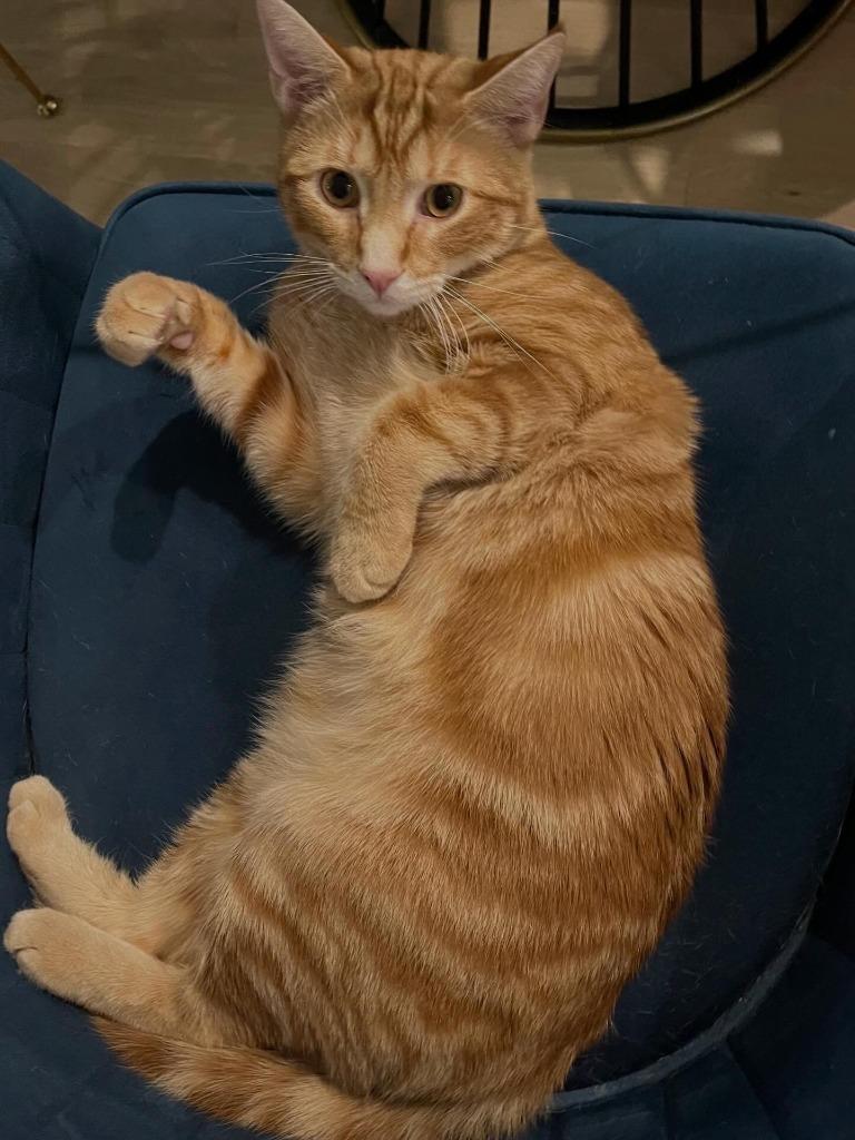 Enlarge Ali and Awa (meet us in foster care!), a Adoptable mixed breed in Brooklyn, NY image 6/6