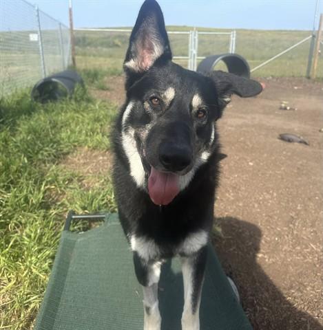 Enlarge KAI, a Adoptable mixed breed in McKinleyville, CA image 1/1