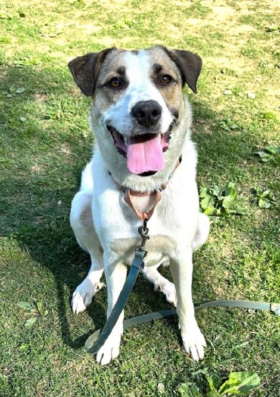 DELILAH, a ADOPTABLE Mixed Breed in Pegram, TN image 1/6