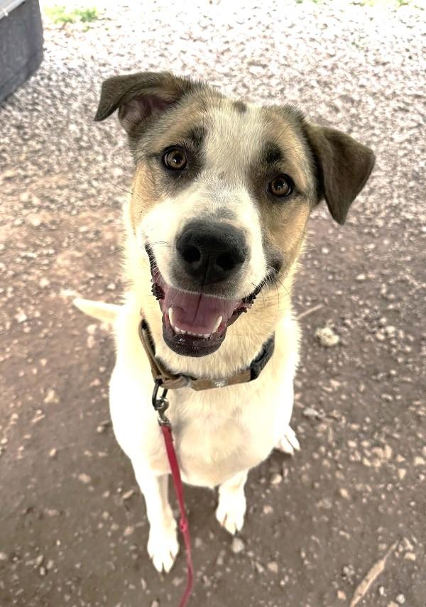 Enlarge DELILAH, a ADOPTABLE Mixed Breed in Pegram, TN image 6/6