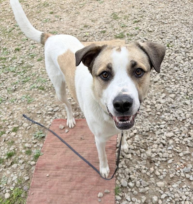 DELILAH, ADOPTABLE, Adult Female Mixed Breed.