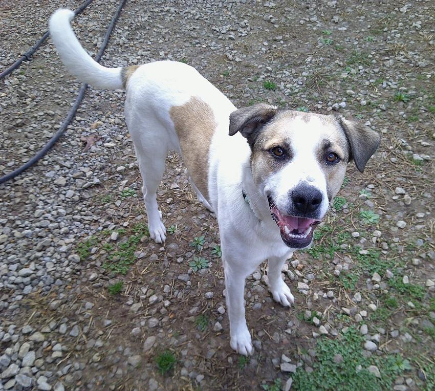 Enlarge DELILAH, a ADOPTABLE Mixed Breed in Pegram, TN image 1/6