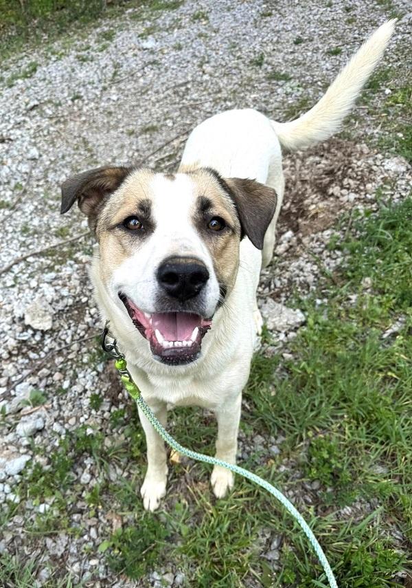 DELILAH, ADOPTABLE, Adult Female Mixed Breed.