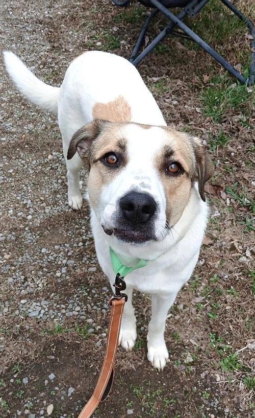 Enlarge DELILAH, a ADOPTABLE Mixed Breed in Pegram, TN image 4/6