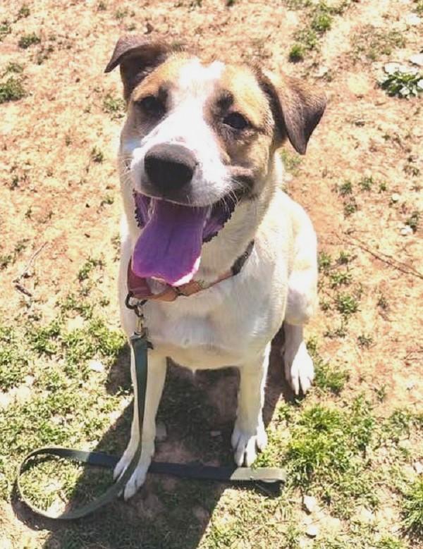 DELILAH, a ADOPTABLE Mixed Breed in Pegram, TN image 6/6