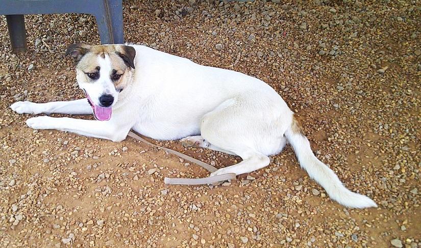DELILAH, a ADOPTABLE Mixed Breed in Pegram, TN image 3/6