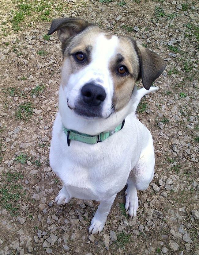 Enlarge DELILAH, a ADOPTABLE Mixed Breed in Pegram, TN image 6/6