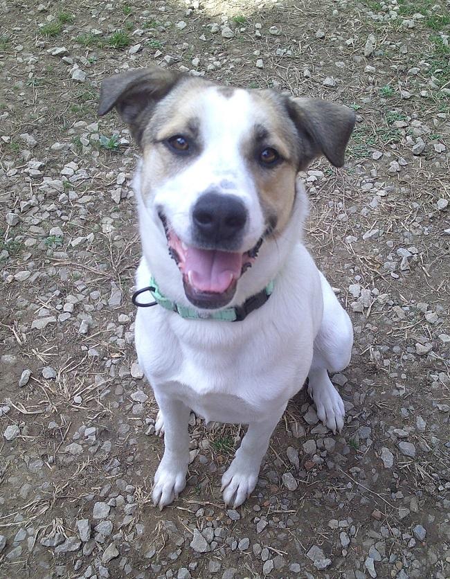 Enlarge DELILAH, a ADOPTABLE Mixed Breed in Pegram, TN image 3/6