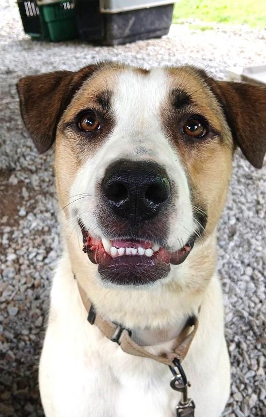 DELILAH, ADOPTABLE, Adult Female Mixed Breed.