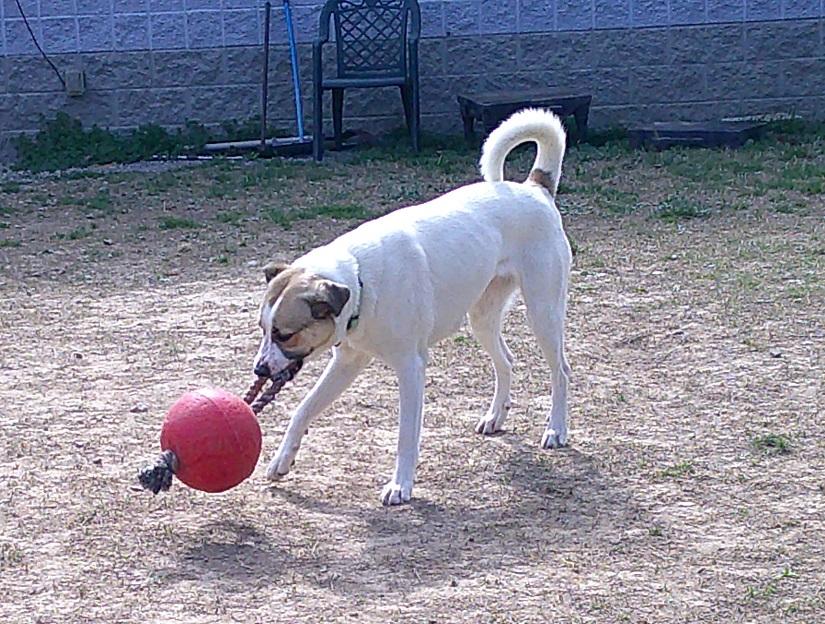 Enlarge DELILAH, a ADOPTABLE Mixed Breed in Pegram, TN image 2/6