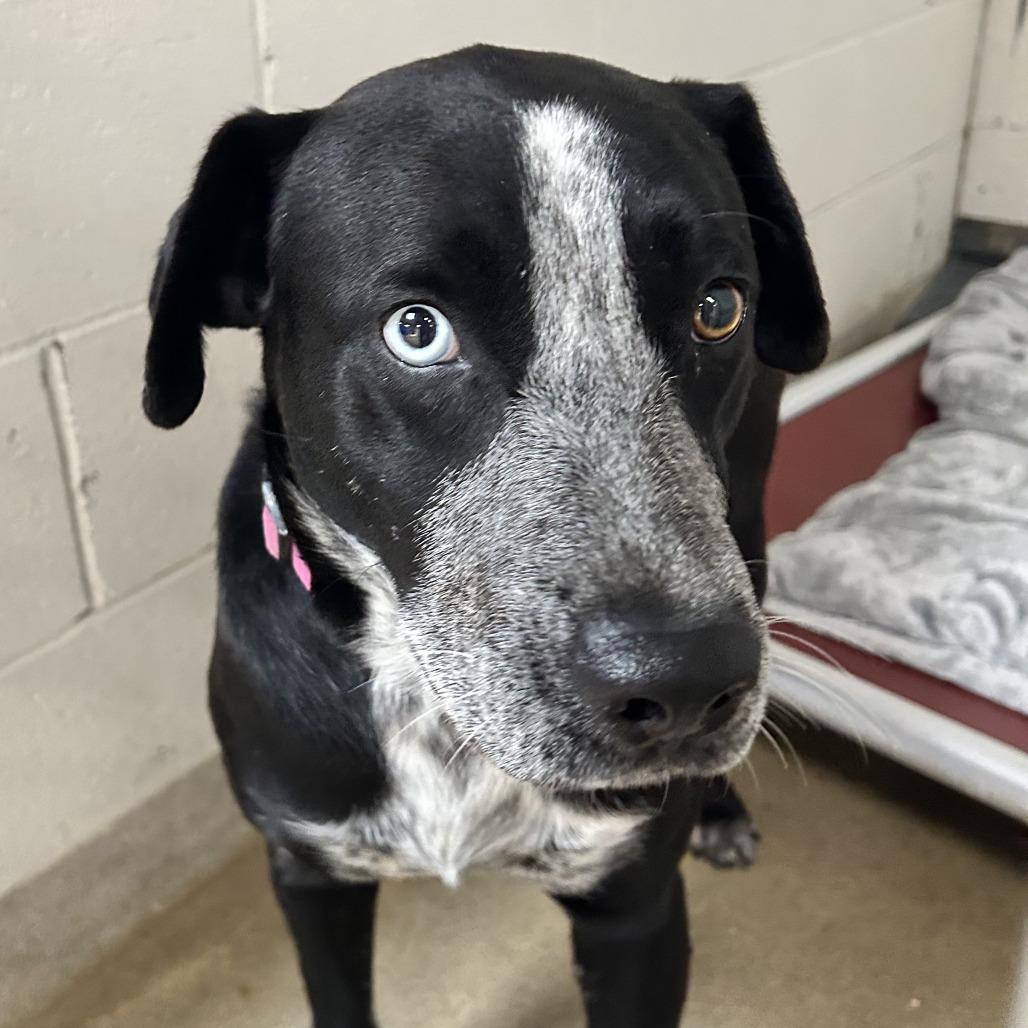 Tostada, ADOPTABLE, Young Male Black Labrador Retriever & Australian Cattle Dog / Blue Heeler.