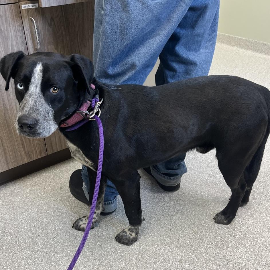 Enlarge Tostada, a ADOPTABLE mixed breed in Kansas City, KS image 2/2