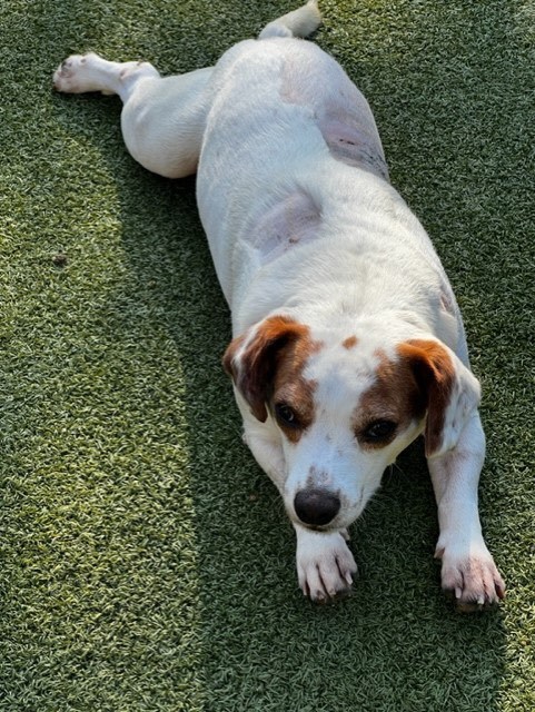 Enlarge PRINGLES, a Adoptable mixed breed in carlisle, PA image 1/6