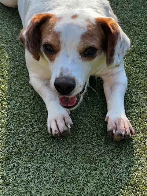 Enlarge PRINGLES, a Adoptable mixed breed in carlisle, PA image 4/6