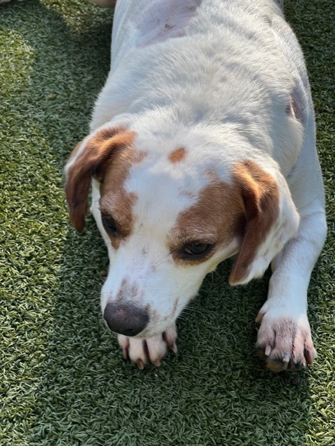 Enlarge PRINGLES, a Adoptable mixed breed in carlisle, PA image 6/6