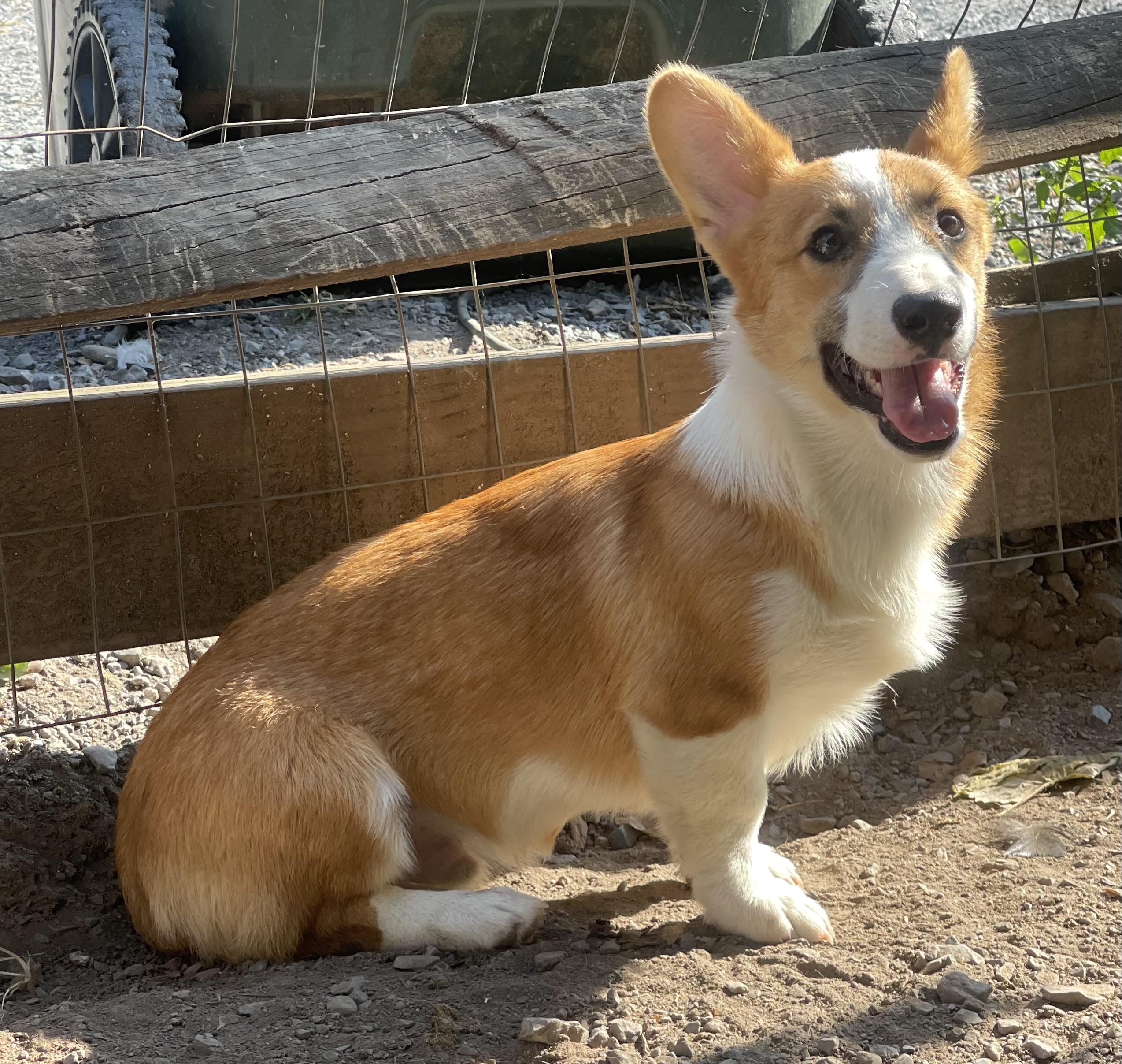 Enlarge Reggie, a Adopted Pembroke Welsh Corgi in Denver , PA image 3/4