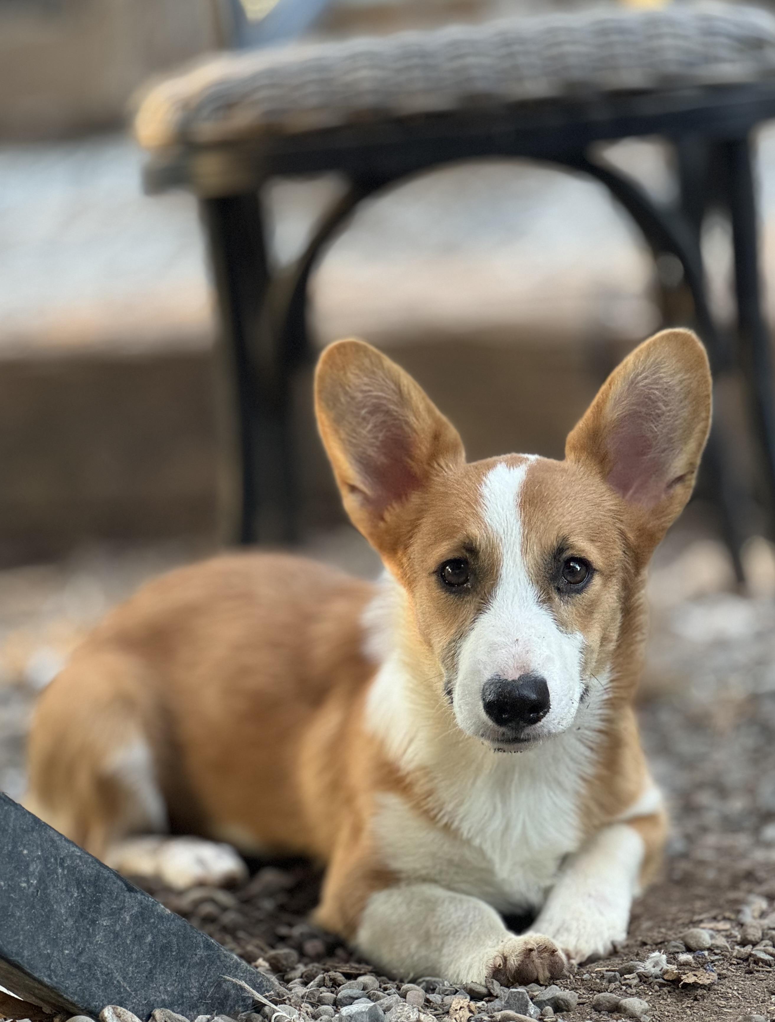Enlarge Reggie, a Adopted Pembroke Welsh Corgi in Denver , PA image 2/4
