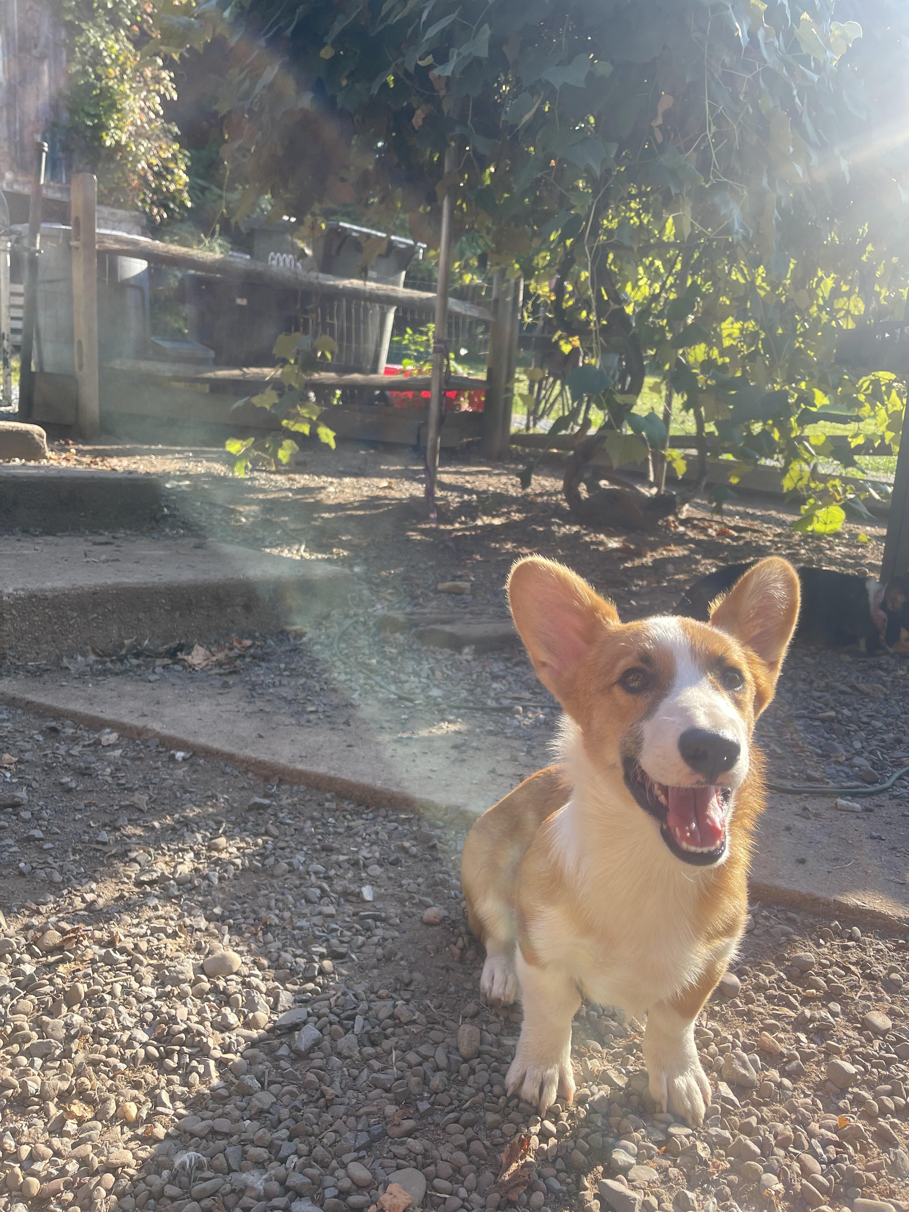 Enlarge Reggie, a Adopted Pembroke Welsh Corgi in Denver , PA image 4/4