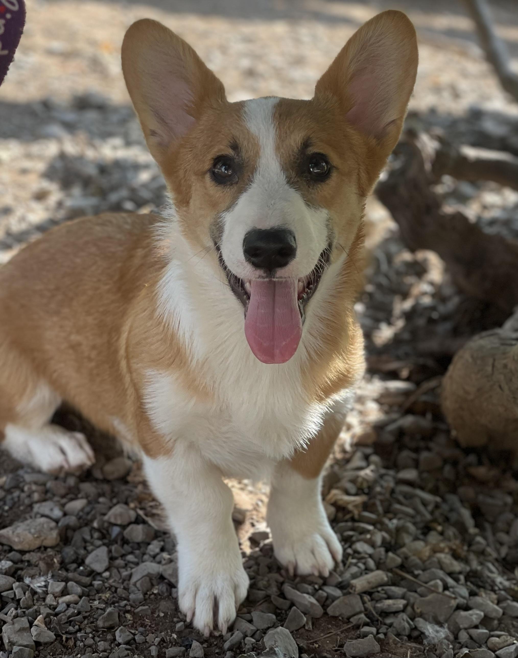 Reggie, Adopted, Young Male Pembroke Welsh Corgi.