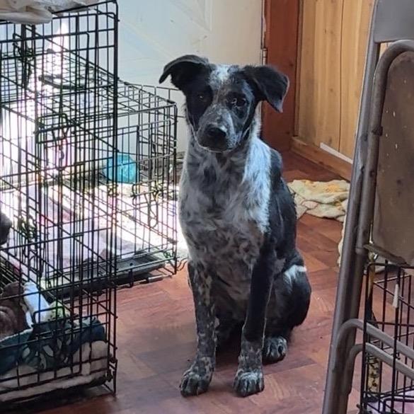 Arlo, Adoptable, Young Male Border Collie & Mixed Breed.