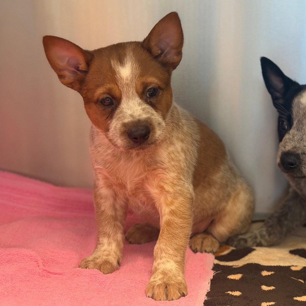 Ron, Adoptable, Puppy Male Australian Cattle Dog / Blue Heeler & Terrier.