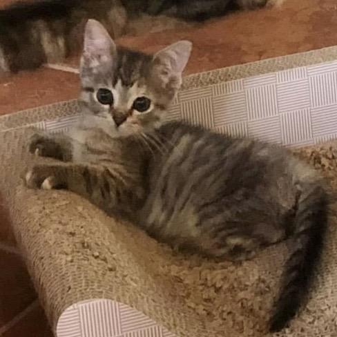 Enlarge Petunia Tooney, a Adoptable Domestic Short Hair in Williston, FL image 1/6