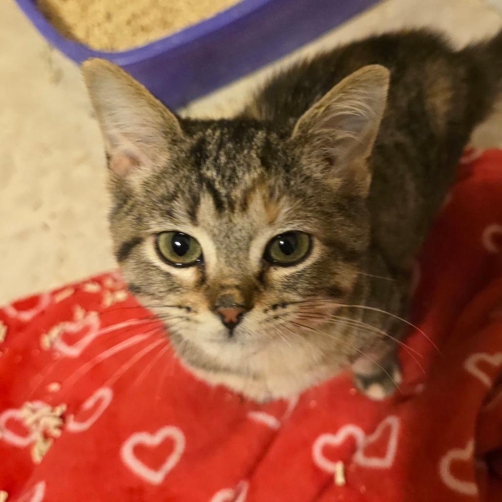 Enlarge Petunia Tooney, a Adoptable Domestic Short Hair in Williston, FL image 2/6