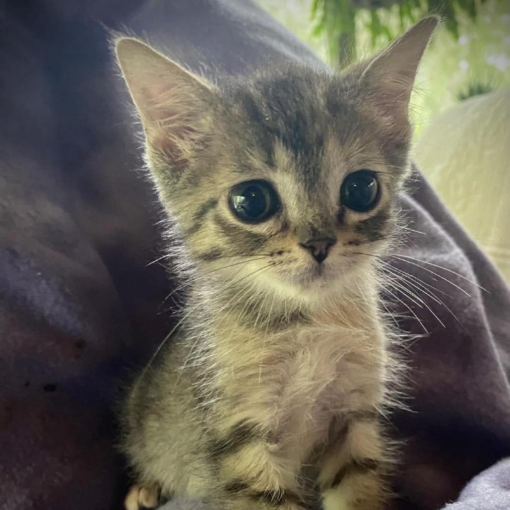 Enlarge Petunia Tooney, a Adoptable Domestic Short Hair in Williston, FL image 3/6