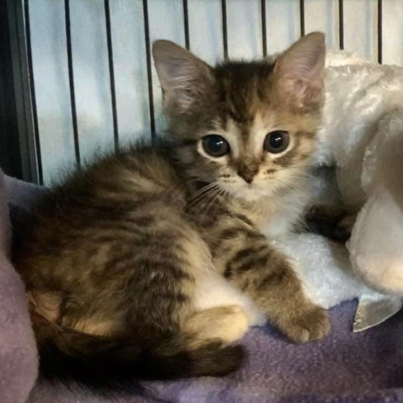 Enlarge Petunia Tooney, a Adoptable Domestic Short Hair in Williston, FL image 4/6