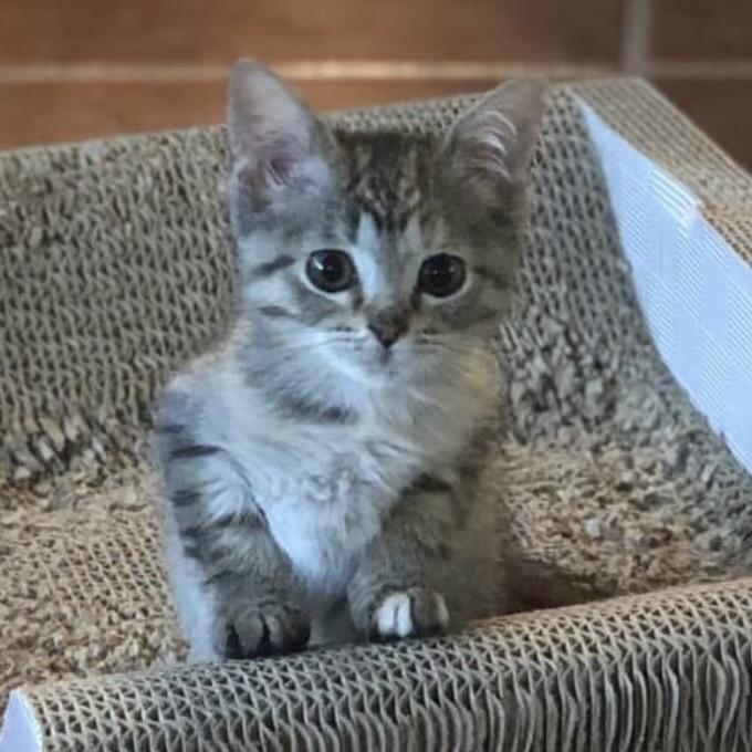 Enlarge Petunia Tooney, a Adoptable Domestic Short Hair in Williston, FL image 5/6