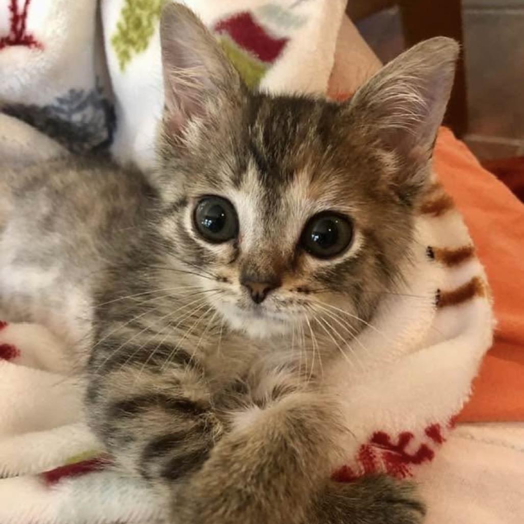 Enlarge Petunia Tooney, a Adoptable Domestic Short Hair in Williston, FL image 6/6
