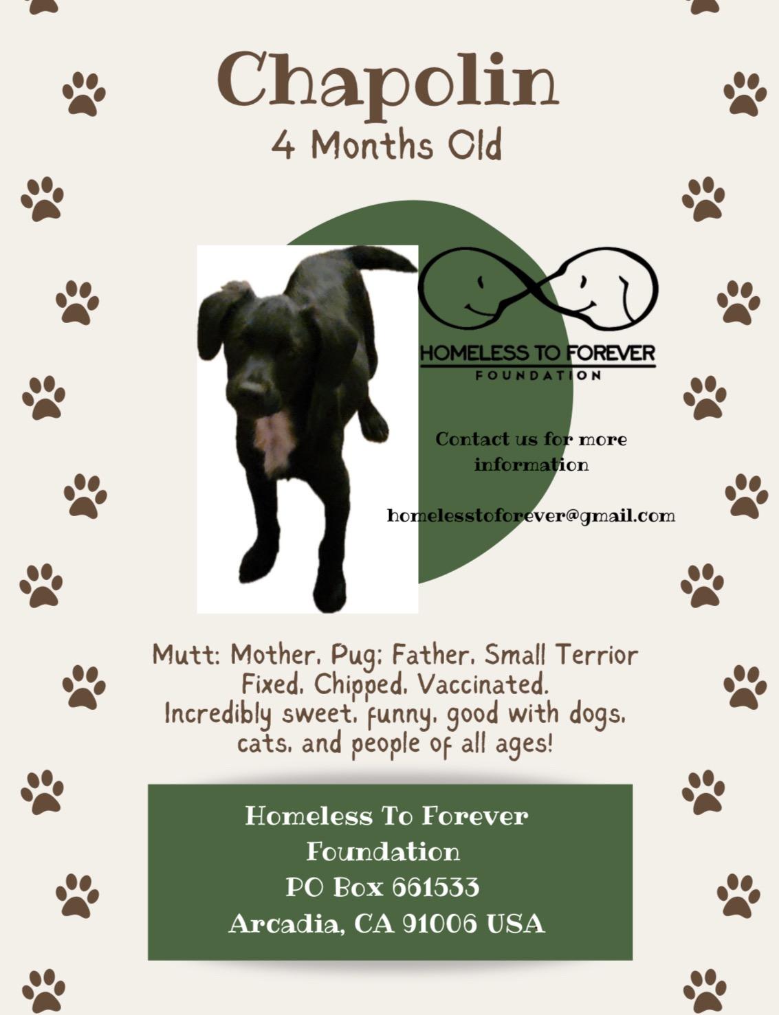 Enlarge Chapolin, a ADOPTABLE mixed breed in Pasadena, CA image 5/6