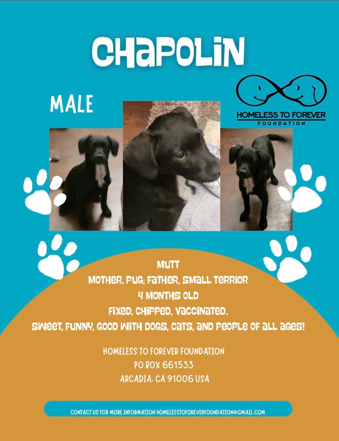 Enlarge Chapolin, a ADOPTABLE mixed breed in Pasadena, CA image 6/6
