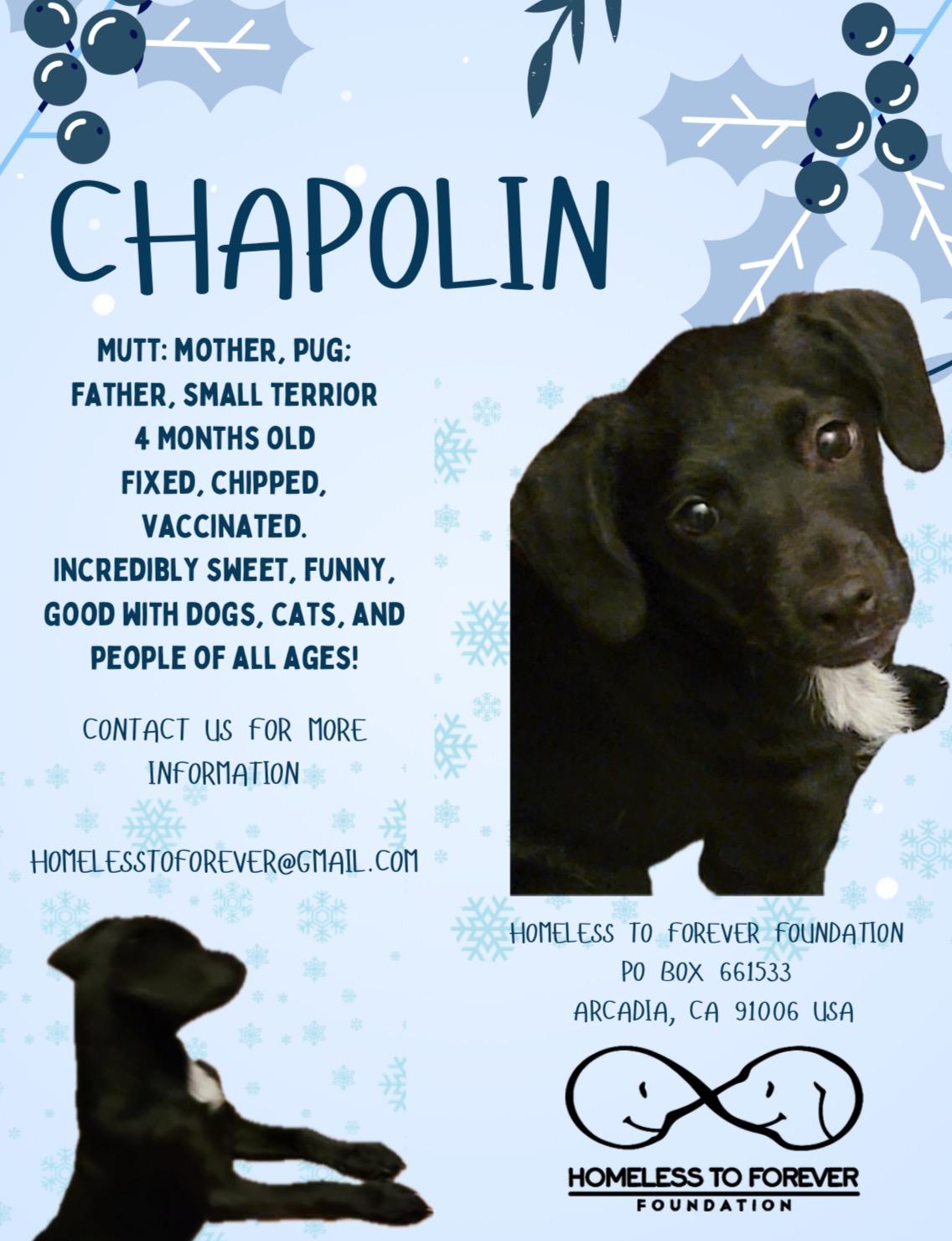 Enlarge Chapolin, a ADOPTABLE mixed breed in Pasadena, CA image 4/6