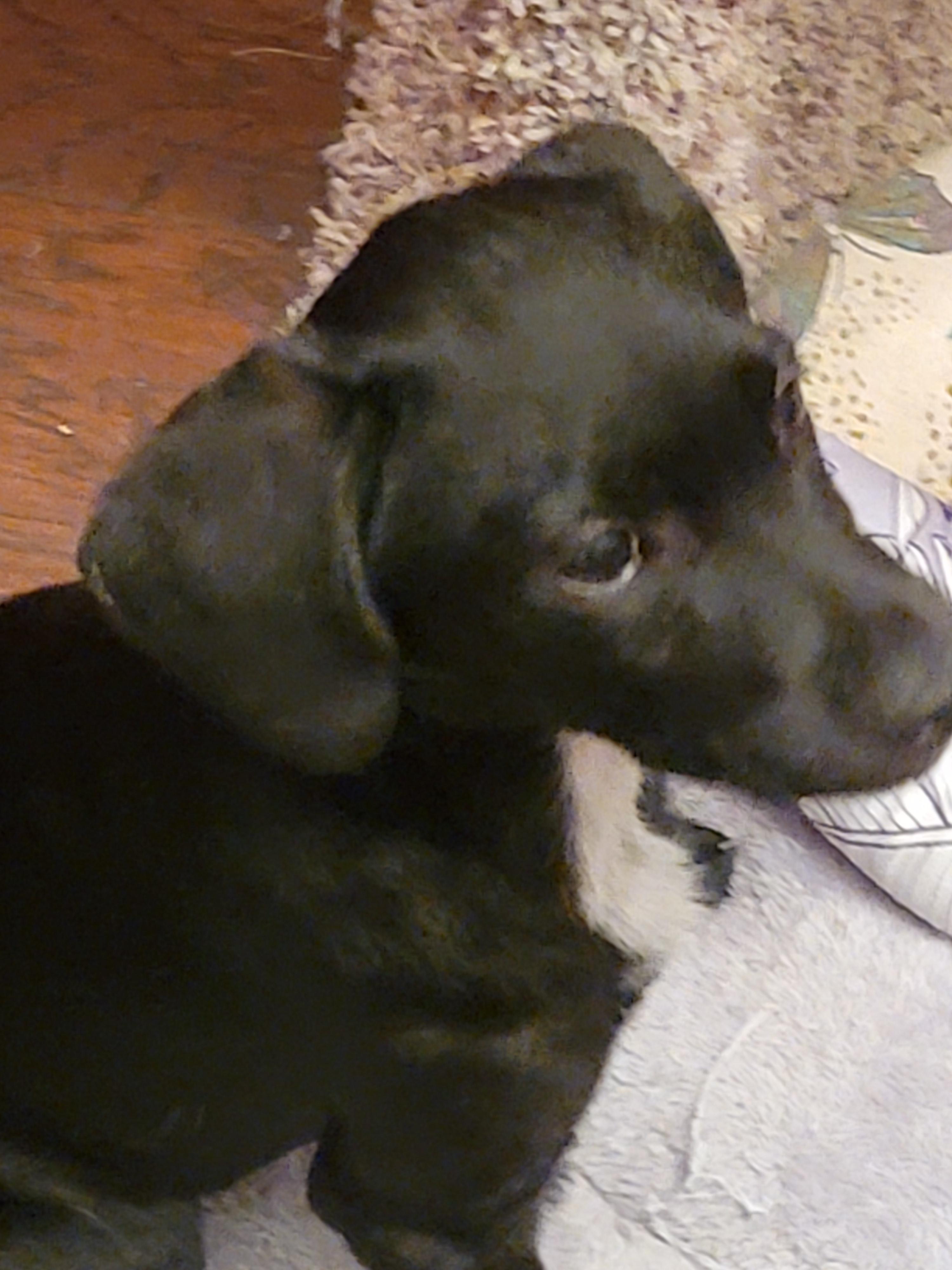 Enlarge Chapolin, a ADOPTABLE mixed breed in Pasadena, CA image 2/6