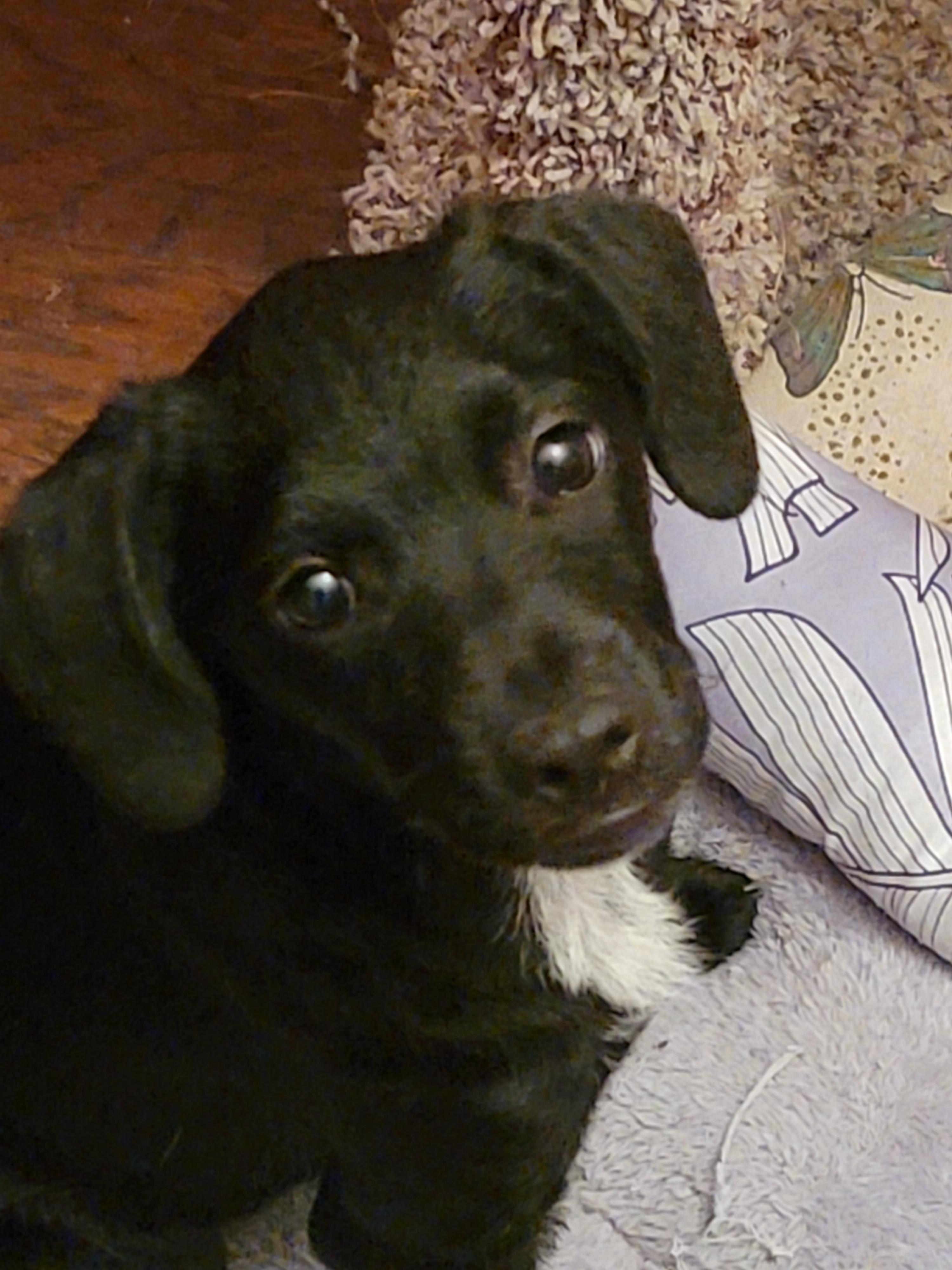 Enlarge Chapolin, a ADOPTABLE mixed breed in Pasadena, CA image 1/6