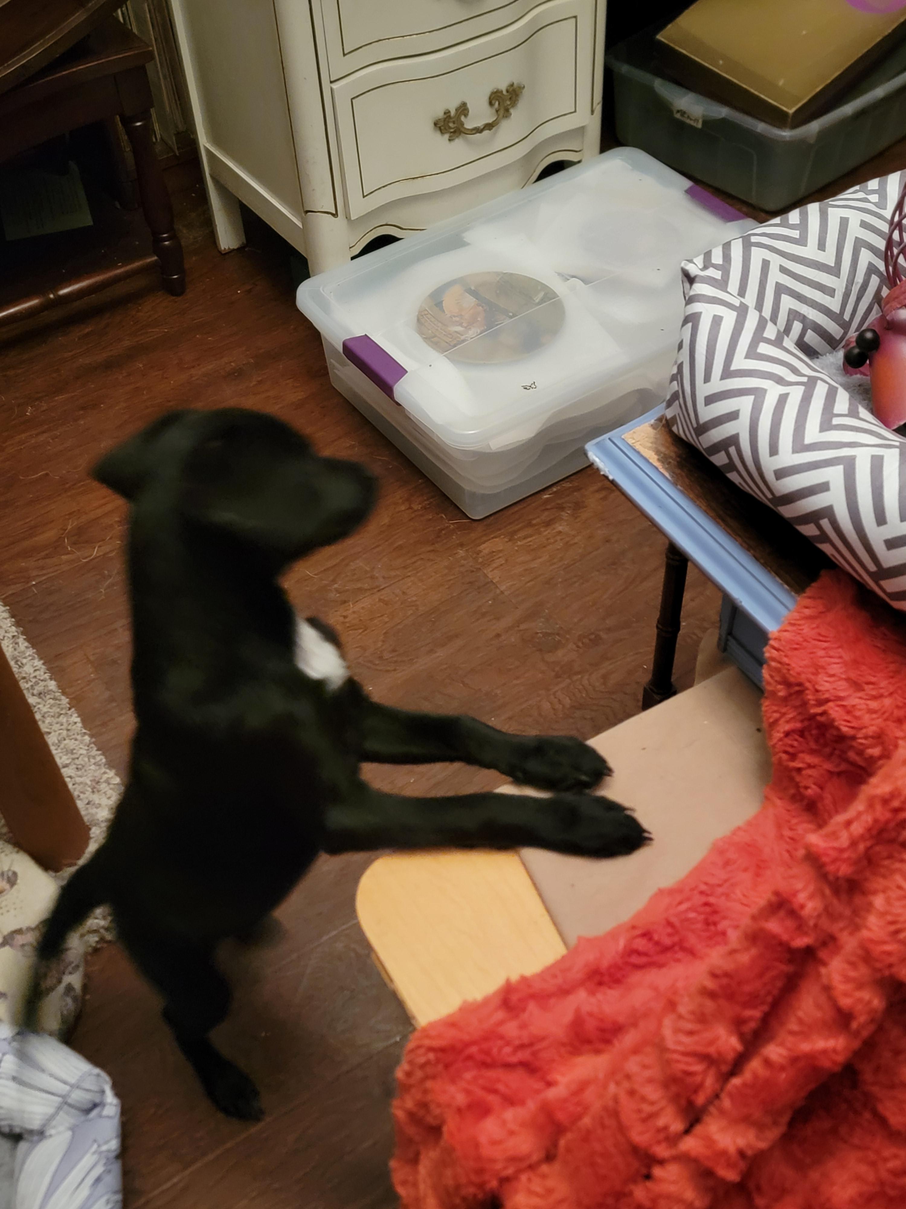 Enlarge Chapolin, a ADOPTABLE mixed breed in Pasadena, CA image 3/6