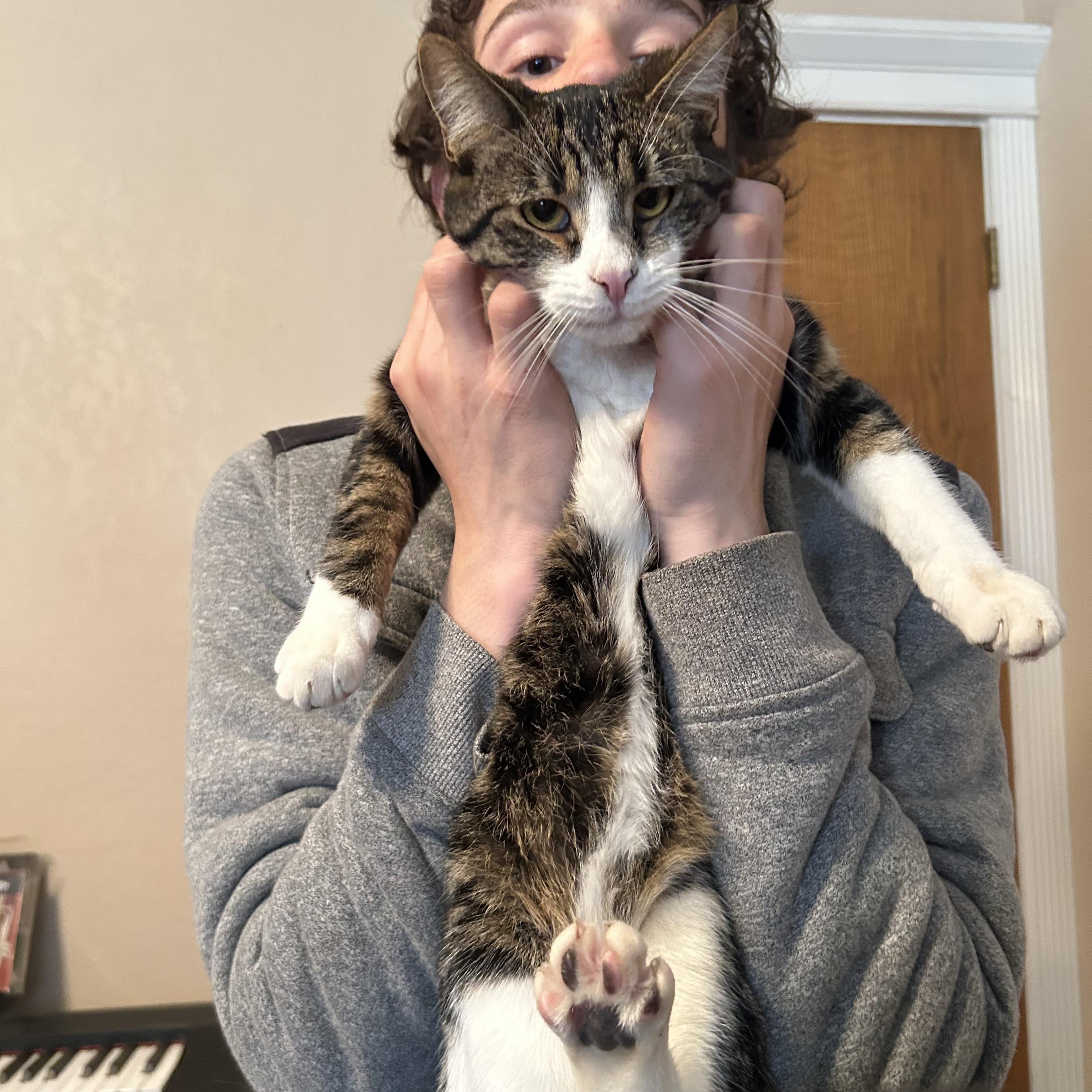 TOOTIE, Adoptable, Young Male Tabby & Maine Coon.