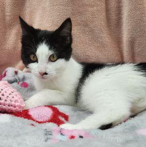 Enlarge Leia, an adopted Domestic Short Hair in Bucyrus, OH image 3/3