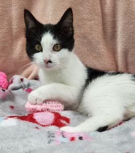 Enlarge Leia, an adopted Domestic Short Hair in Bucyrus, OH image 2/3