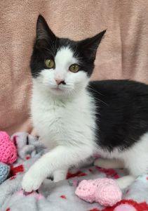 Leia, ADOPTABLE, Young Female Domestic Short Hair.