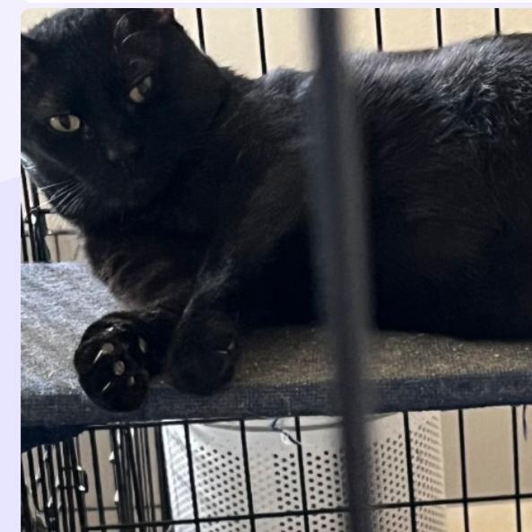 Enlarge Gaby, a Adoptable Bombay in Fort Lauderdale, FL image 3/4