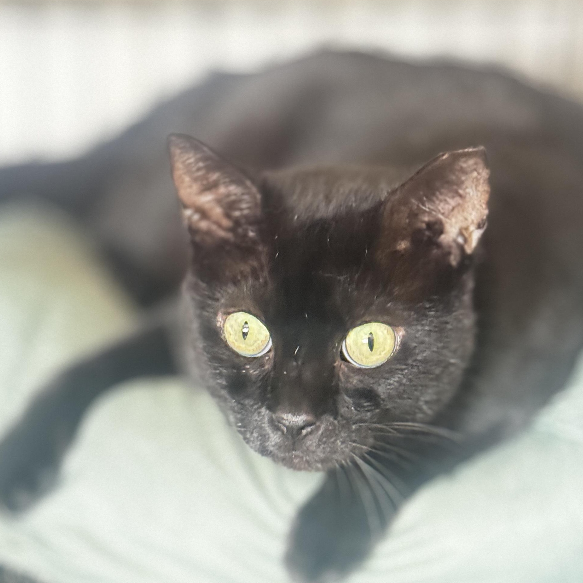 Gaby, Adoptable, Adult Male Bombay.