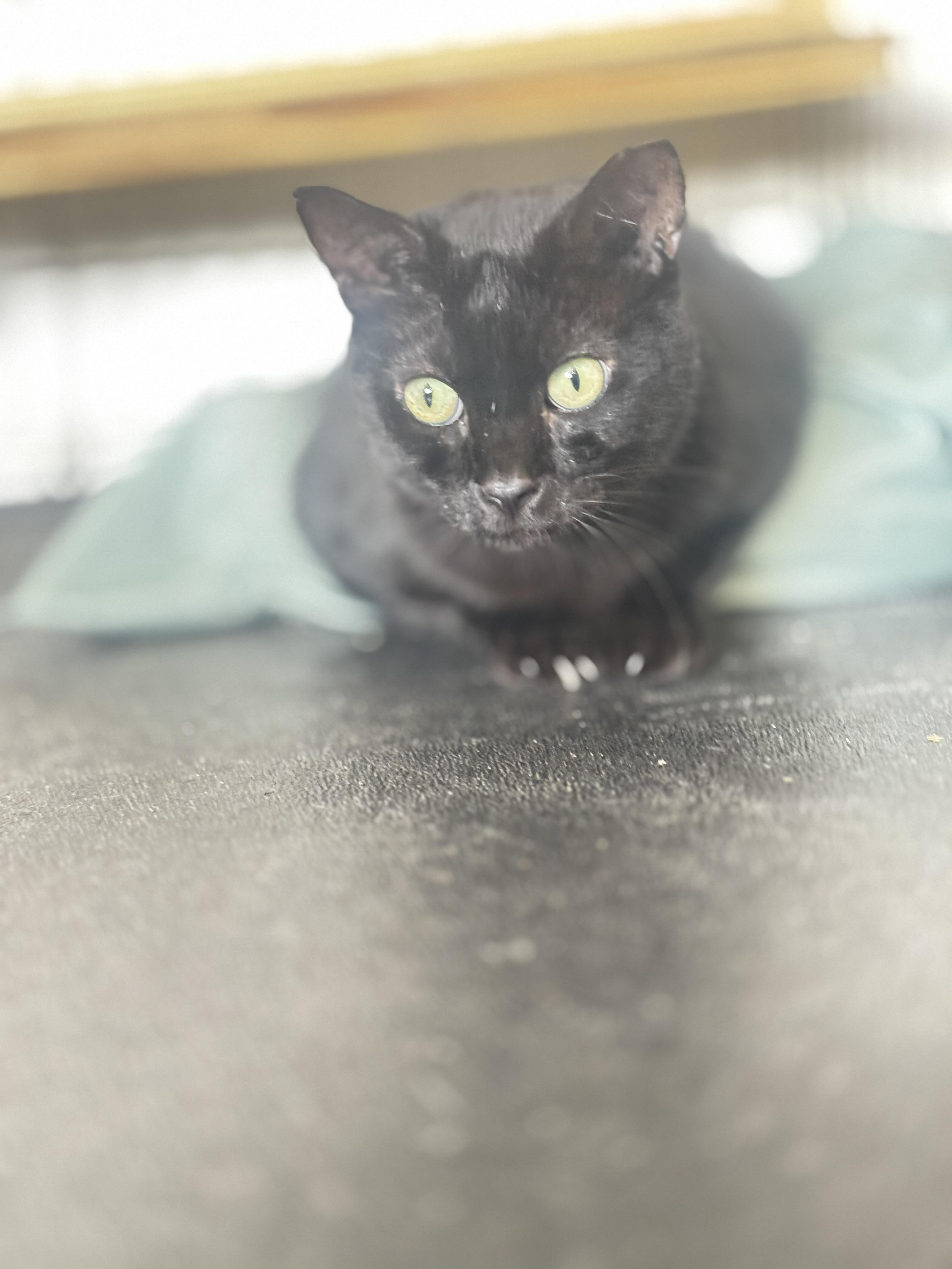 Enlarge Gaby, a Adoptable Bombay in Fort Lauderdale, FL image 4/4