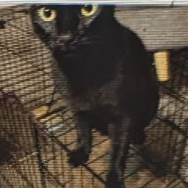 Enlarge Gaby, a Adoptable Bombay in Fort Lauderdale, FL image 2/4